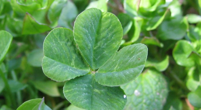 Tax Policy, Not Luck of the Irish, Is Responsible For Ireland’s Economic Success