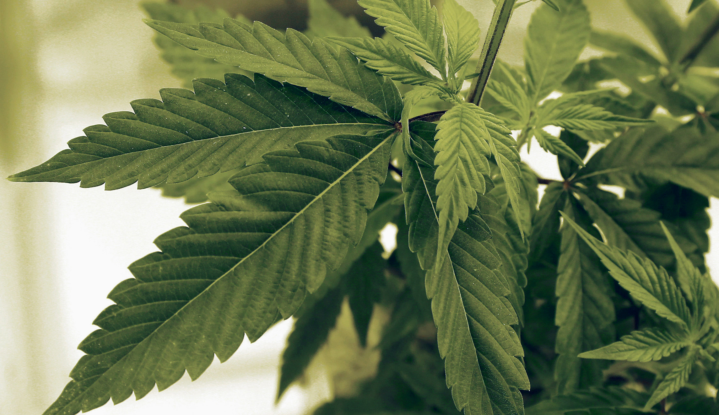 Pot industry massively increases its Washington lobbying