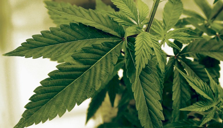 In the first six months of 2017, the marijuana industry spent $450,000 on lobbyists, double the amount it did in the same period a year earlier. (AP Photo/Jim Mone, File)