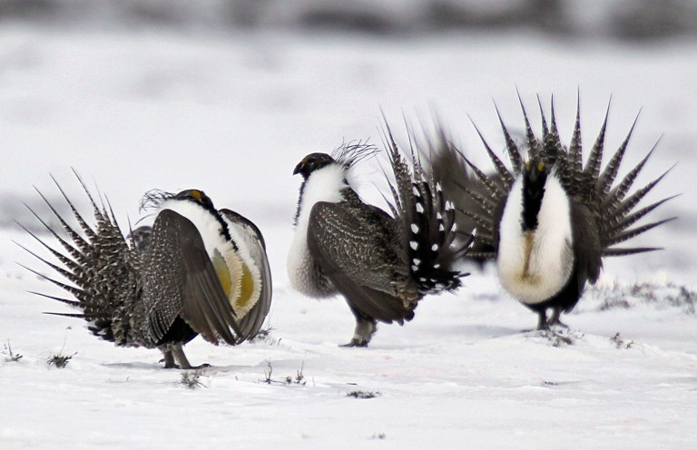 Overall, the chicken-like bird has been a thorn in the side for many Republican lawmakers from the West, where the sage grouse is seen as an impediment for farmers, ranchers and energy development. (AP Photo/David Zalubowski)
