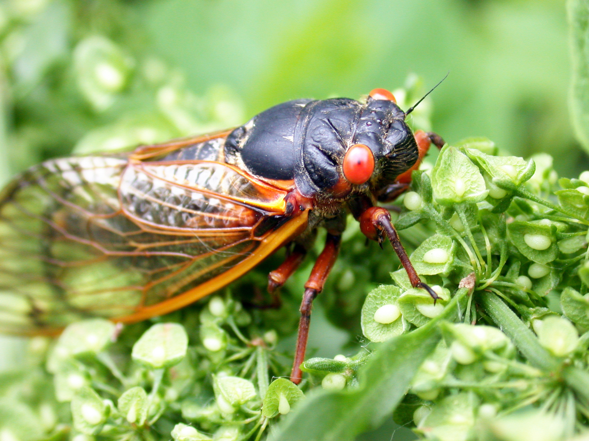 Cicada causes Ohio car crash, police say