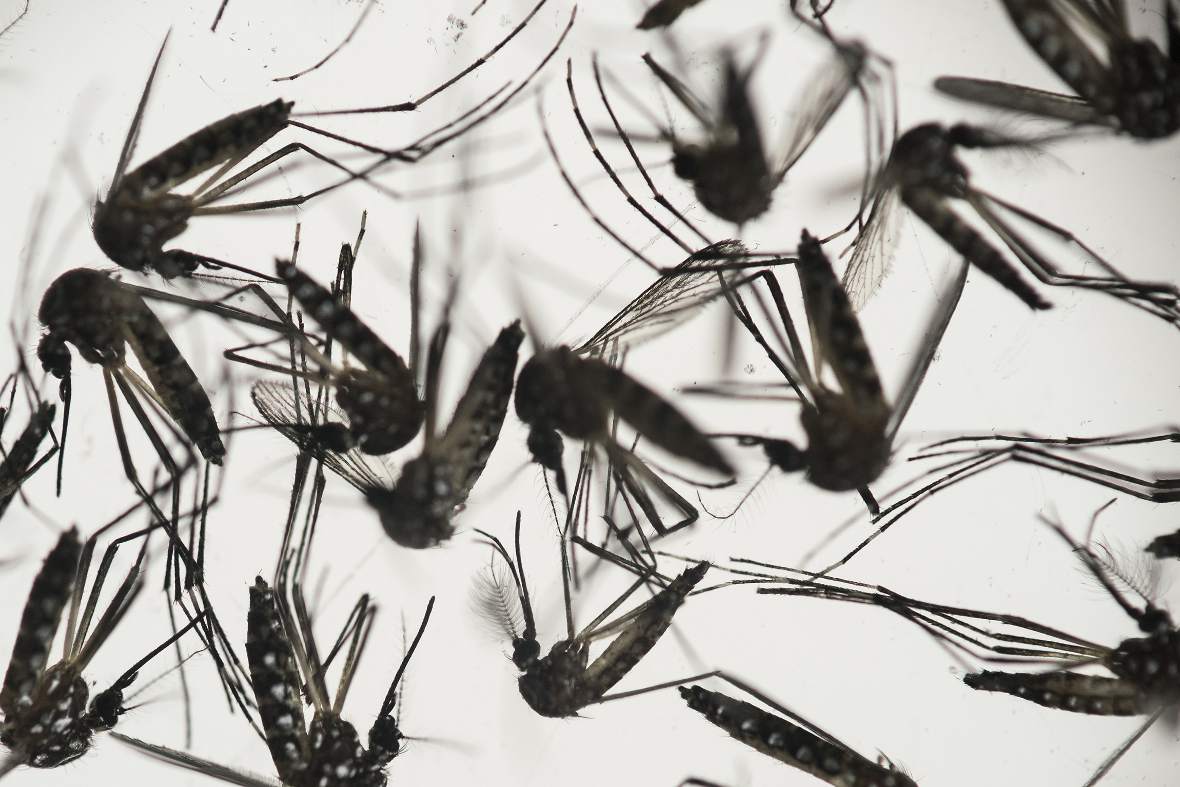 Men with Zika: No sex for six months, CDC says