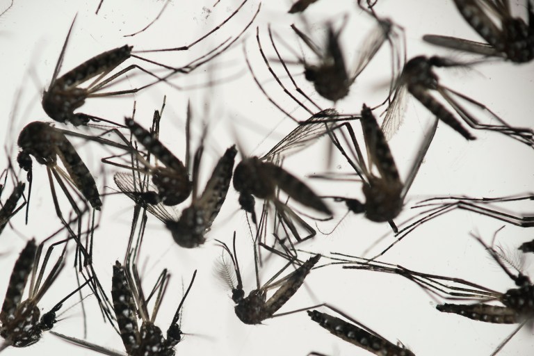 So far there are 273 Zika cases in 35 U.S. states and the District of Columbia. Almost all are from people who travelled to a country where the virus is spreading through mosquito bites, the rest are from sexual transmission. (AP Photo/Felipe Dana, File)