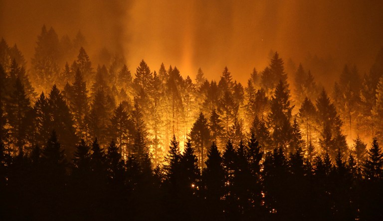 Wildfires that have blackened more than thousands of square miles across the American West have also ignited calls for thinning of forests that have become so choked with trees that they're at 