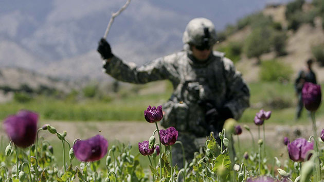 A U.S. soldier from the 101st Airborne Division destroys opium poppies growing in a field in Khost province, Afghanistan, in 2008. Rafiq Maqbool/AP