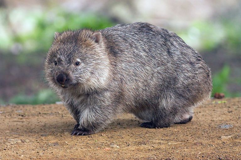 Prufrock: In Praise of Wombats, Ornate Victorian Churches, and the End of Christian Humanism