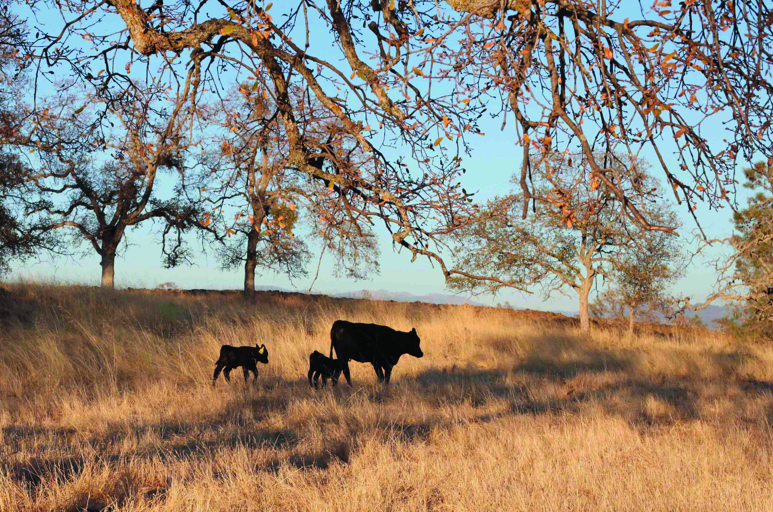 Food labels multiply, some confuse consumers