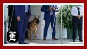 Secret Service: Biden dog would be ‘put down’ if not president’s pet