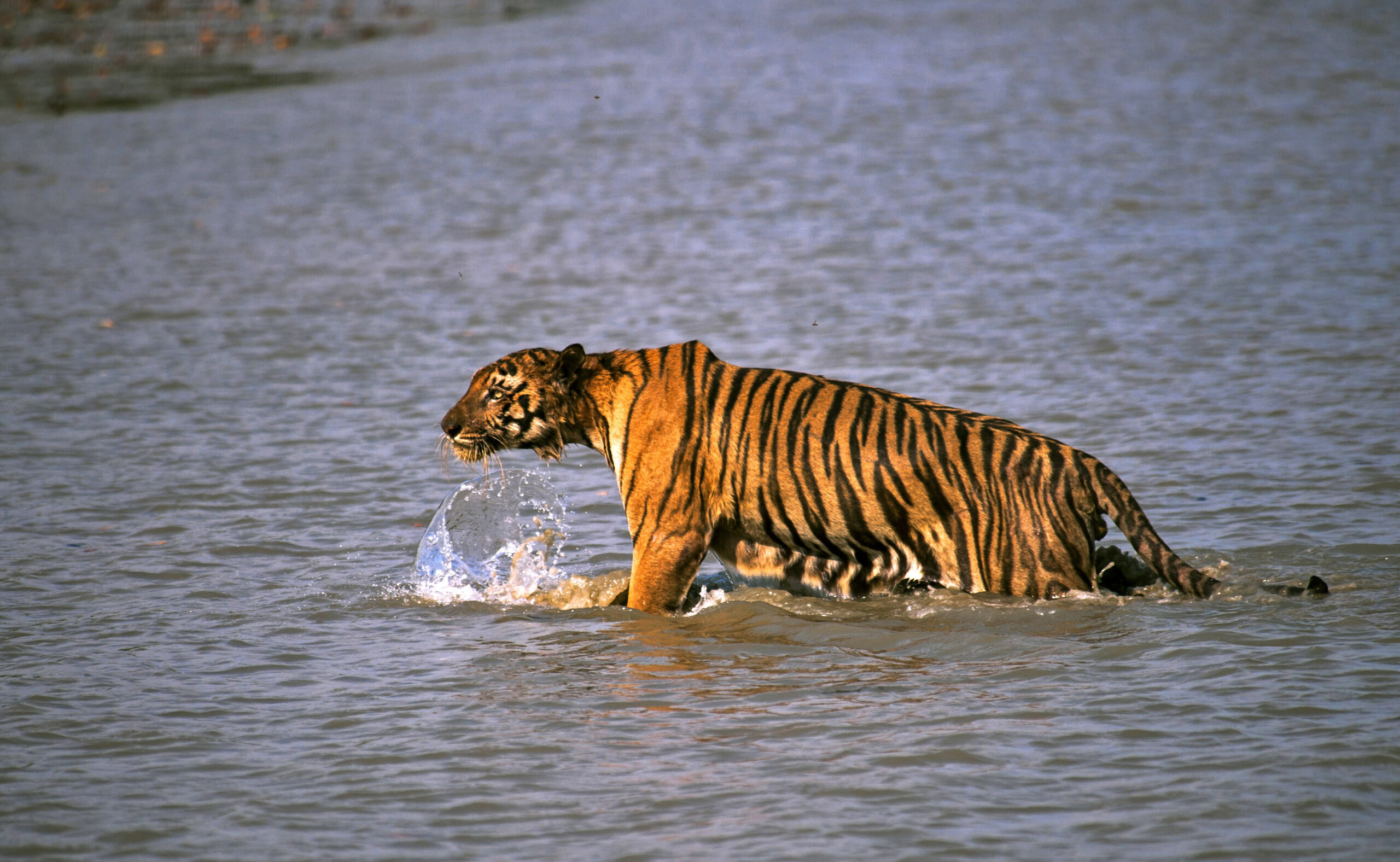Tiger leaps onto boat, snatches man in east India