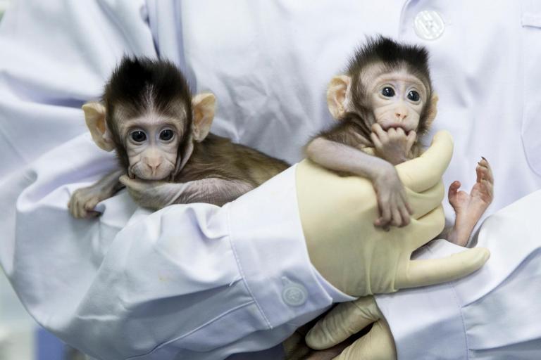 What Do Cloned Monkeys Mean for Medical Research—and Human Cloning?