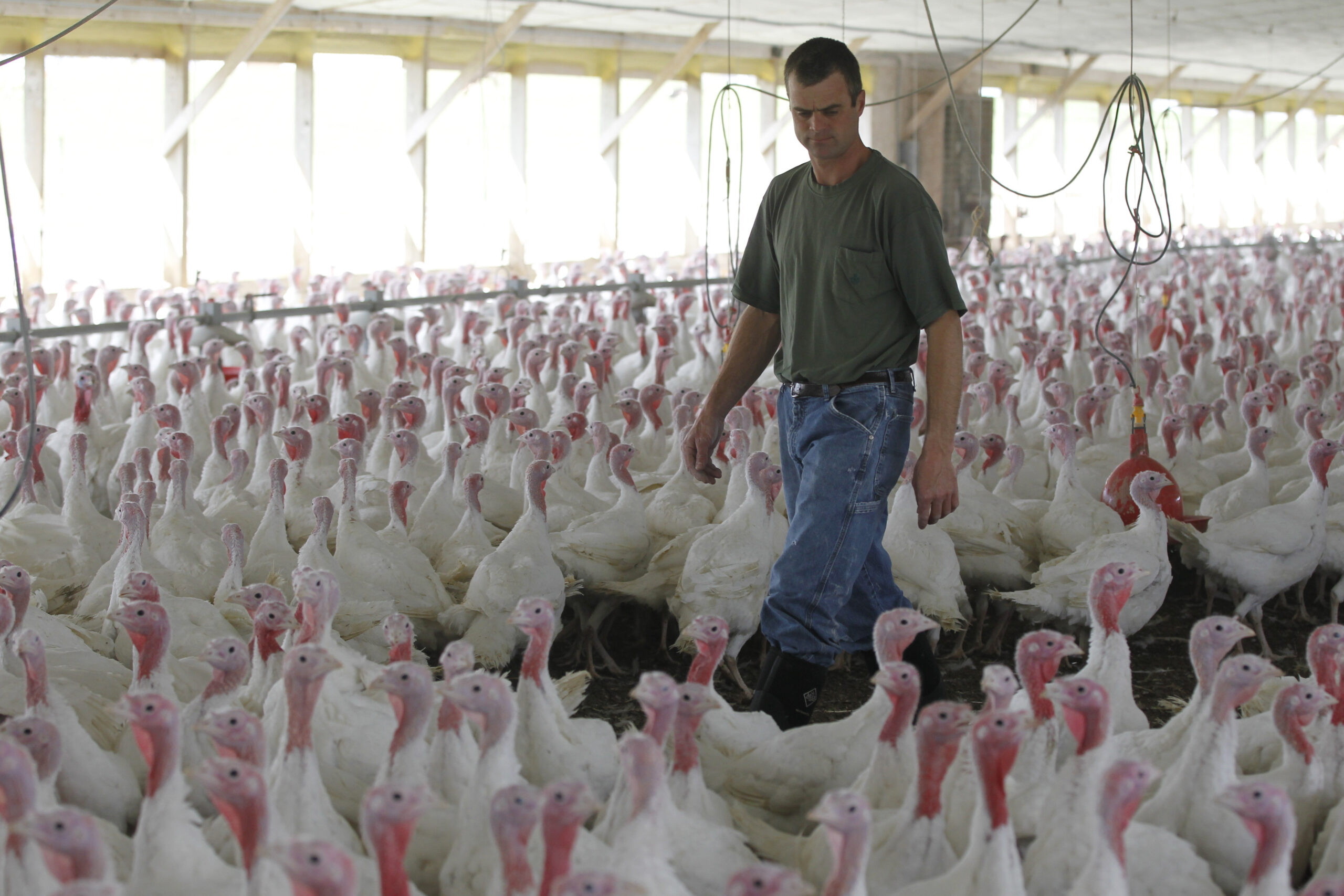 ‘Food supply chain is breaking’: Tyson Foods warns ‘millions of pounds of meat will disappear’ from shelves