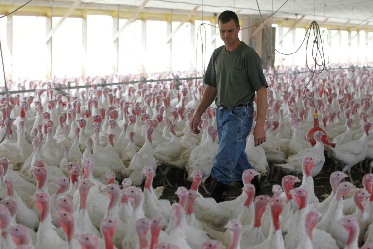 In a Wednesday, April 11, 2012 photo, David Martin walks with his turkeys raised without the use of antibiotics at his farm, in Lebanon, Pa. (AP Photo/Matt Rourke)