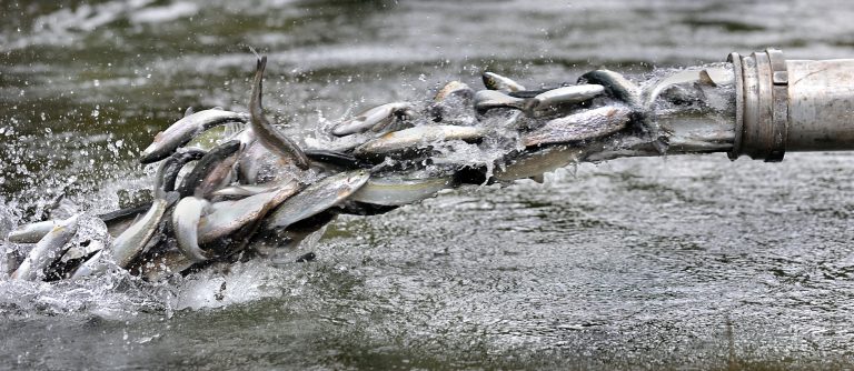 FILE - In this April, 12, 2010 file photo, thousands of hatchery-raised winter steelhead are released from an Oregon Department of Fish and Wildlife truck into Carberry Creek outide Ruch, Ore. A state proposal to stop stocking hatchery salmon in a few coastal rivers has not gone over well with some of the anglers who fish those rivers, or some county officials. The Oregon Fish and Wildlife Commission is to vote Friday, June 6, 2014 on the Coastal Multi-Species Conservaton and Management Plan. (AP Photo/The Medford Mail Tribune, Bob Pennell)