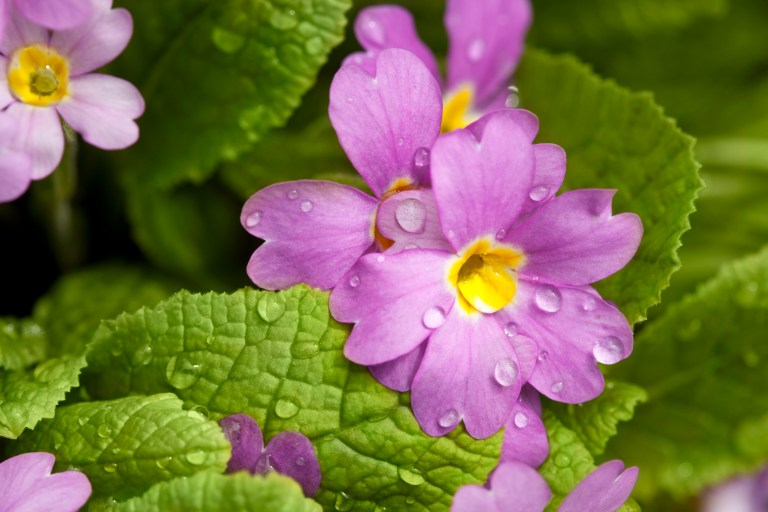 Spring showers and flowers are lovely -- unless that rain causes mold to flower across the walls. (Photo: Thinkstock)