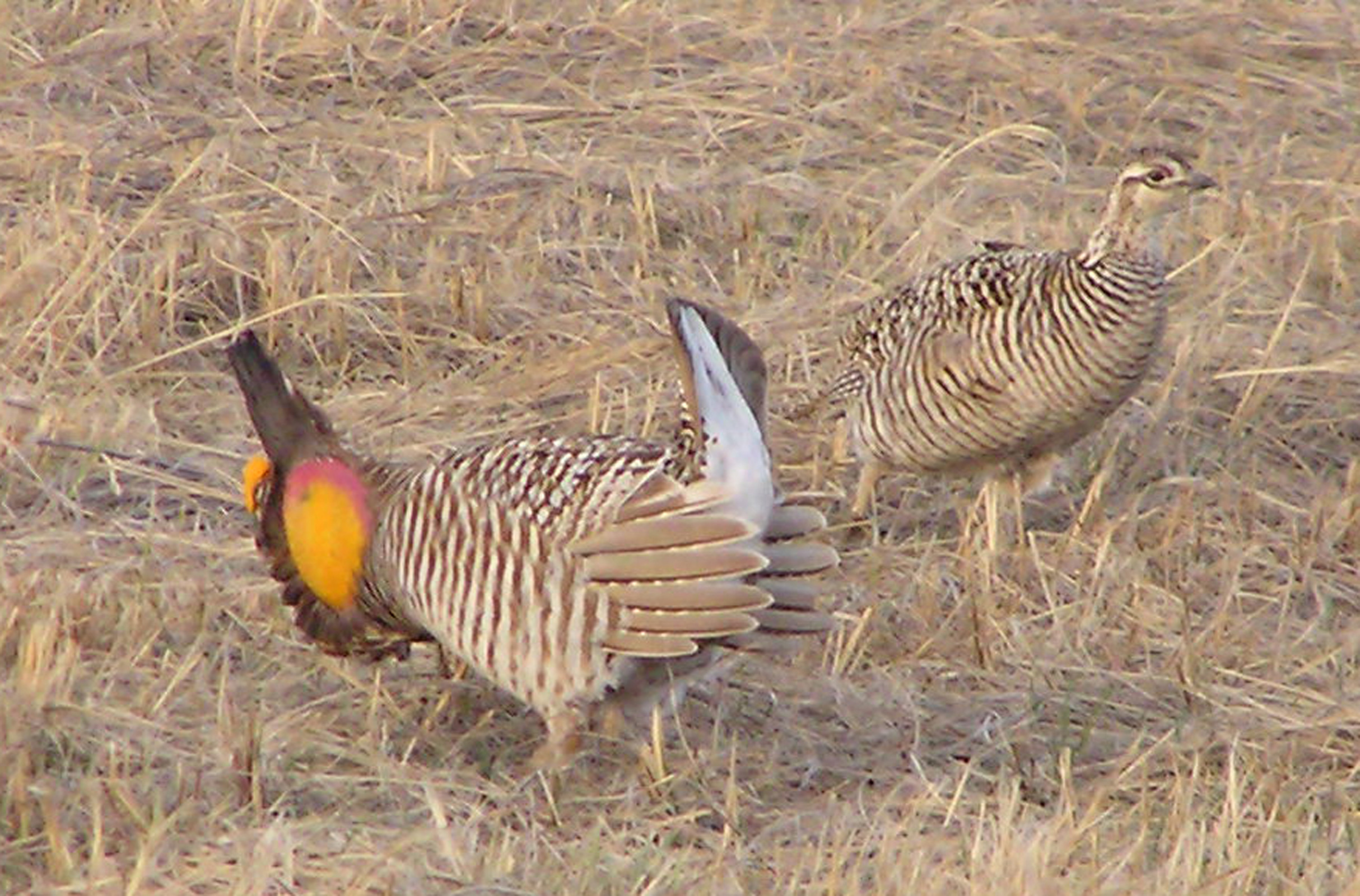 Prairie chicken no longer threatened