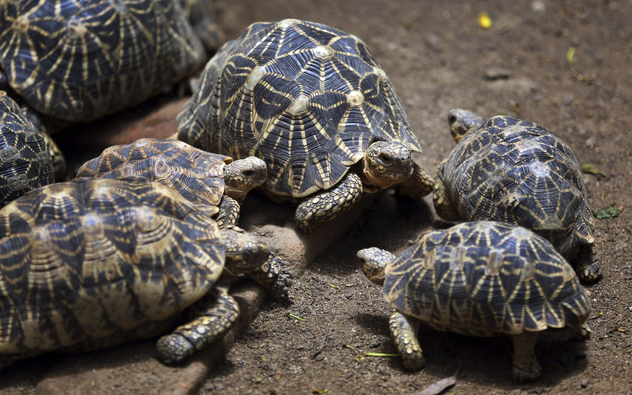Indian poachers threaten lesser-known animals