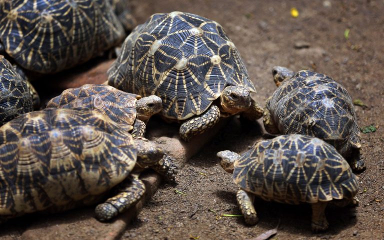 In this July 9, 2014 photo, Indian star tortoise huddle together at the Bannerghatta National Park on the outskirts of Bangalore, India. Wildlife activists in India have raised an alarm that scores of lesser known animal species are being pushed to the brink of extinction because of rampant poaching and trafficking, while conservation efforts over the past two decades were focused on saving India's iconic tigers and rhinos.  Tens of thousands of lesser-known animals, such as pangolins, tortoises and geckos, have been killed or smuggled out of India to supply a growing demand for the skin, parts or flesh of these animals, or sold to people wanting to keep them as exotic pets. (AP Photo/Aijaz Rahi)