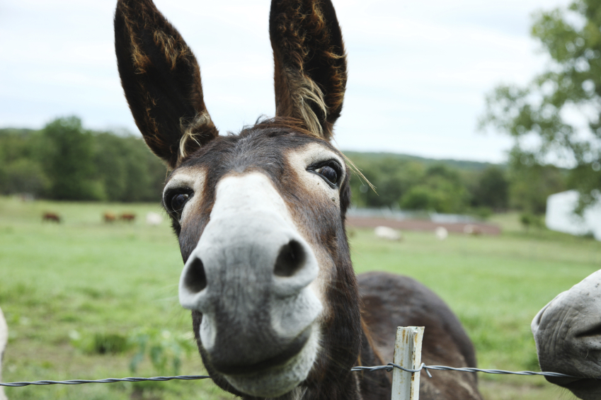 A jackass helps the Marines