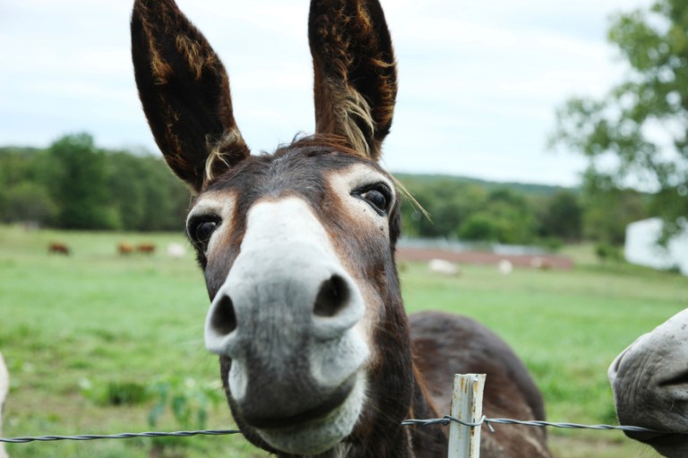 U.S. Marines in Afghanistan were reportedly aided in their efforts to flush out insurgents by a jackass who just wanted to go home, Deputy Defense Secretary Robert Work told a group of soldiers this week. (iStock image)