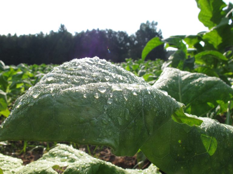 The 1998 deal that settled a multi-state lawsuit against tobacco companies gives states broad power over advertising and related matters. (AP/Allen G. Breed)