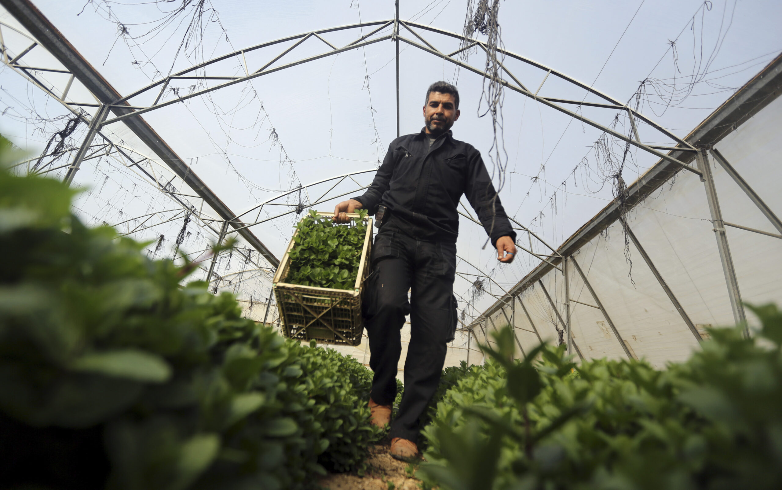 Growing herbs a remedy for some Gaza economic woes