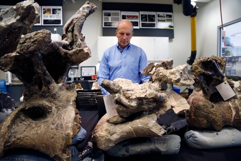 In this Aug. 26, 2014 photo, Paleontologist Kenneth Lacovara works in a lab near vertebrae from a Dreadnaughtus schrani at Drexel University in Philadelphia. The immense dinosaur from Patagonia is slated to be introduced to the scientific community Thursday, Sept. 4, 2014. Scientists hope its unusually well-preserved bones will help reveal secrets about some of the largest animals ever to walk the Earth. The four-legged beast with a long neck and tail weighed an estimated 65 tons and stretched about 85 feet long. (AP Photo/Jacqueline Larma)