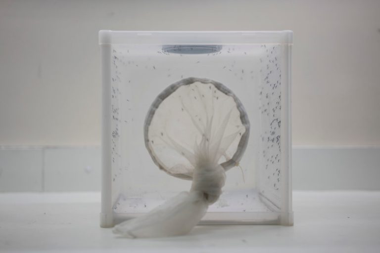 Neither the House nor Senate has appointed a conference committee to address the discrepancy in funding. (AP Photo/Felipe Dana)