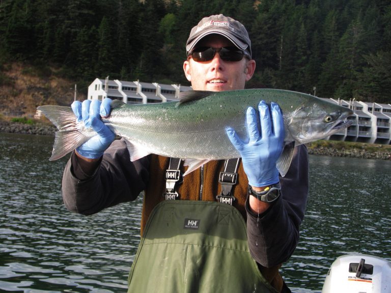 In an undated photo Steve Baksay of Grants Pass, Ore.,  holds a wild coho salmon caught and released in the lower Rogue River estuary at Gold Beach, Ore.  Federal fisheries biologists have identified the free-wheeling marijuana industry in Northern California and southern Oregon as a key threat to the survival of coho in the region. The NOAA Fisheries Service published notice of its final recovery plan for coho in the region on Tuesday, Sept. 30, 2014. (AP Photo/The Medford Mail Tribune,Mark Freeman )