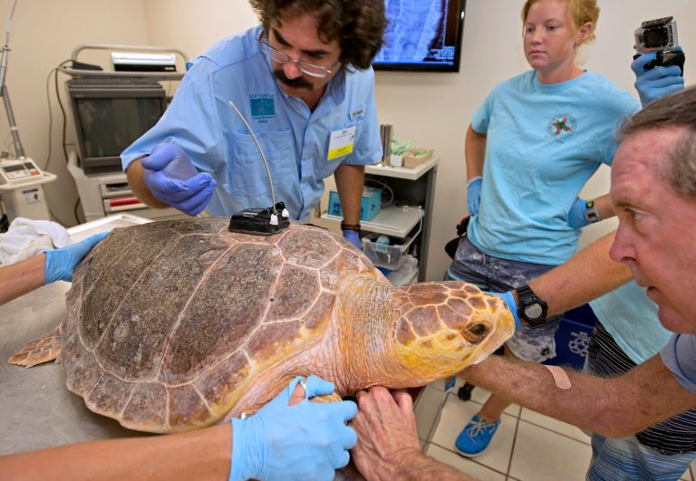 In this photo provided by the Florida Keys News Bureau, Dan Evans, left, of the Sea Turtle Conservancy, examines the fit of a satellite tracking transmitter being affixed to the the shell of Pine Tyme, a subadult loggerhead sea turtle, Friday, Aug. 15, 2014, at the Florida Keys-based Turtle Hospital in Marathon, Fla. Friday afternoon, Pine Tyme is to be released off the Keys to join the Tour de Turtles, a three-month-long 