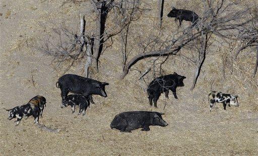 Law allows Texans to shoot hogs from helicopters