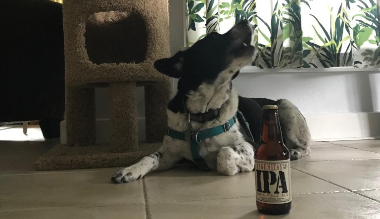 Us dogs can also play a very important role around vineyards - in fact, many vineyard owners keep us around to help scare away deer and other animals who may get into the vines. (Photo courtesy R.J. Lehmann, R Street Institute)