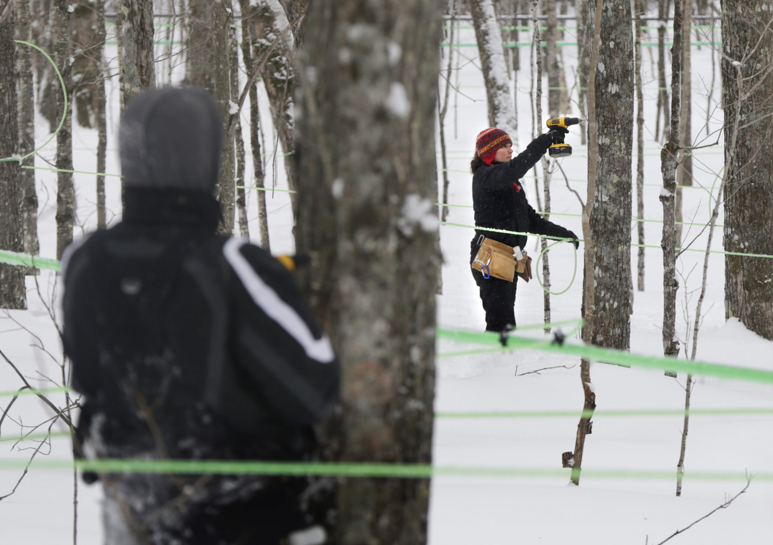 Tribe banks on syrup for sweet relief from poverty