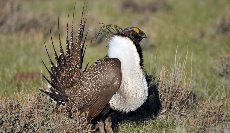 The Interior Department plans to change 98 sage grouse habitat management plans across 10 Western states. (Jeannie Stafford/U.S. Fish and Wildlife Service via AP)