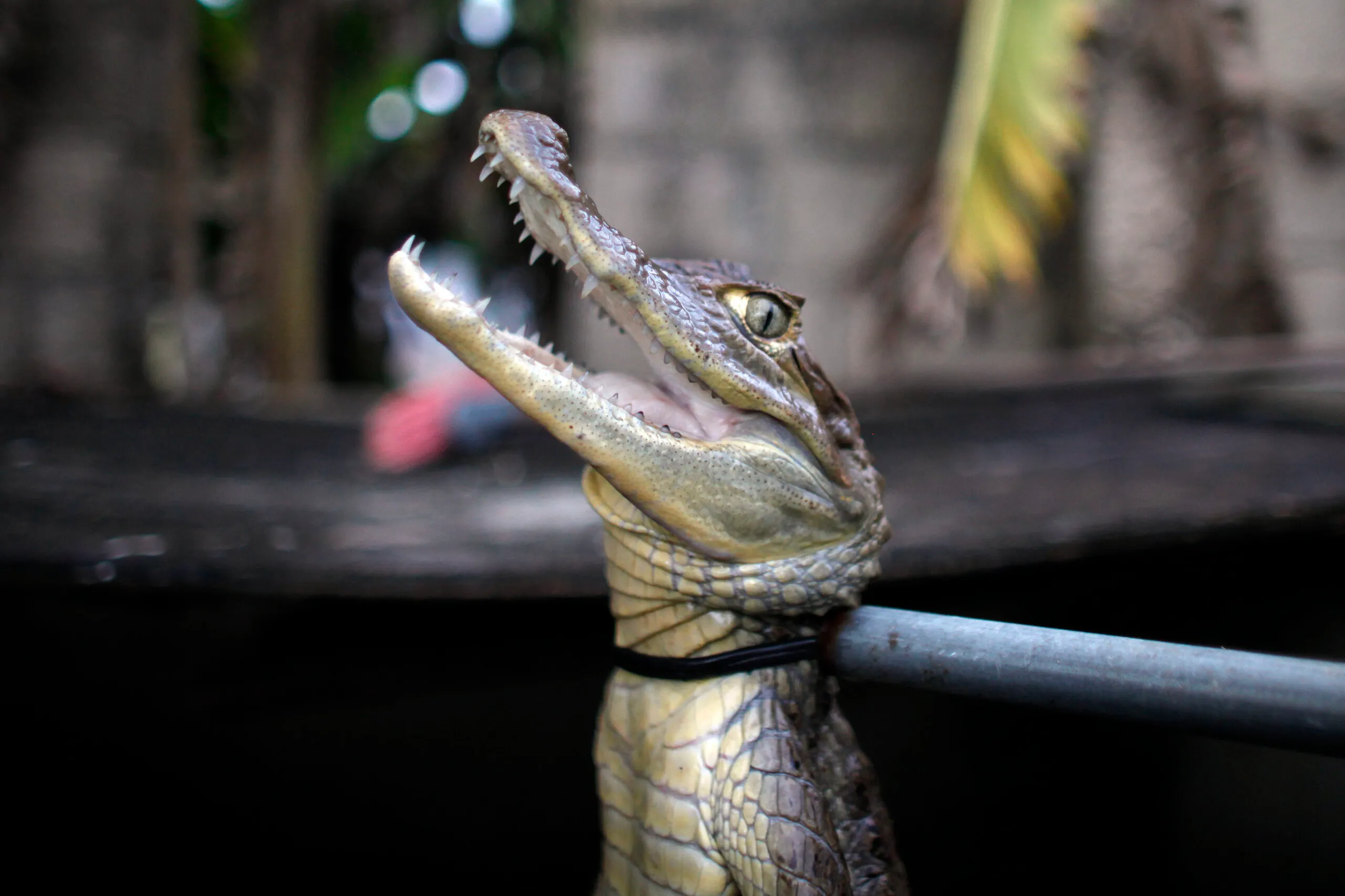 Puerto Ricans fight back against caiman onslaught