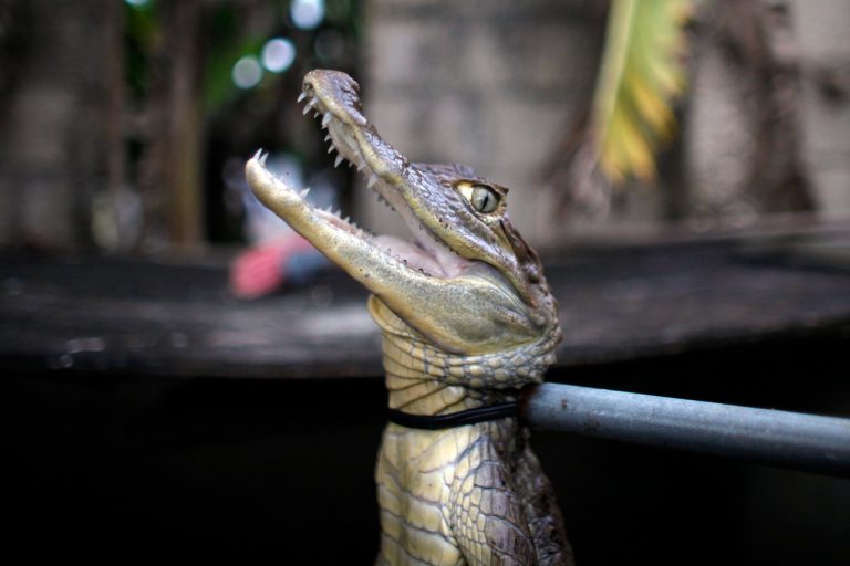   In this Dec. 5, 2012 photo, a caiman is held by its neck with a pole in a holding tank at the home of Daniel Montanez in the Los Naranjos neighborhood of Vega Baja, Puerto Rico. Caimans are native to Central and South America, but were introduced to Puerto Rico by stores such as Woolworthâs that sold baby caimans the size of lizards as pets during the 1960s and 70s, Atienza said. When the caimans began to grow, people released them into the wild, where females rapidly reproduced, laying up to 40 eggs at a time. (AP Photo/Ricardo Arduengo)  
