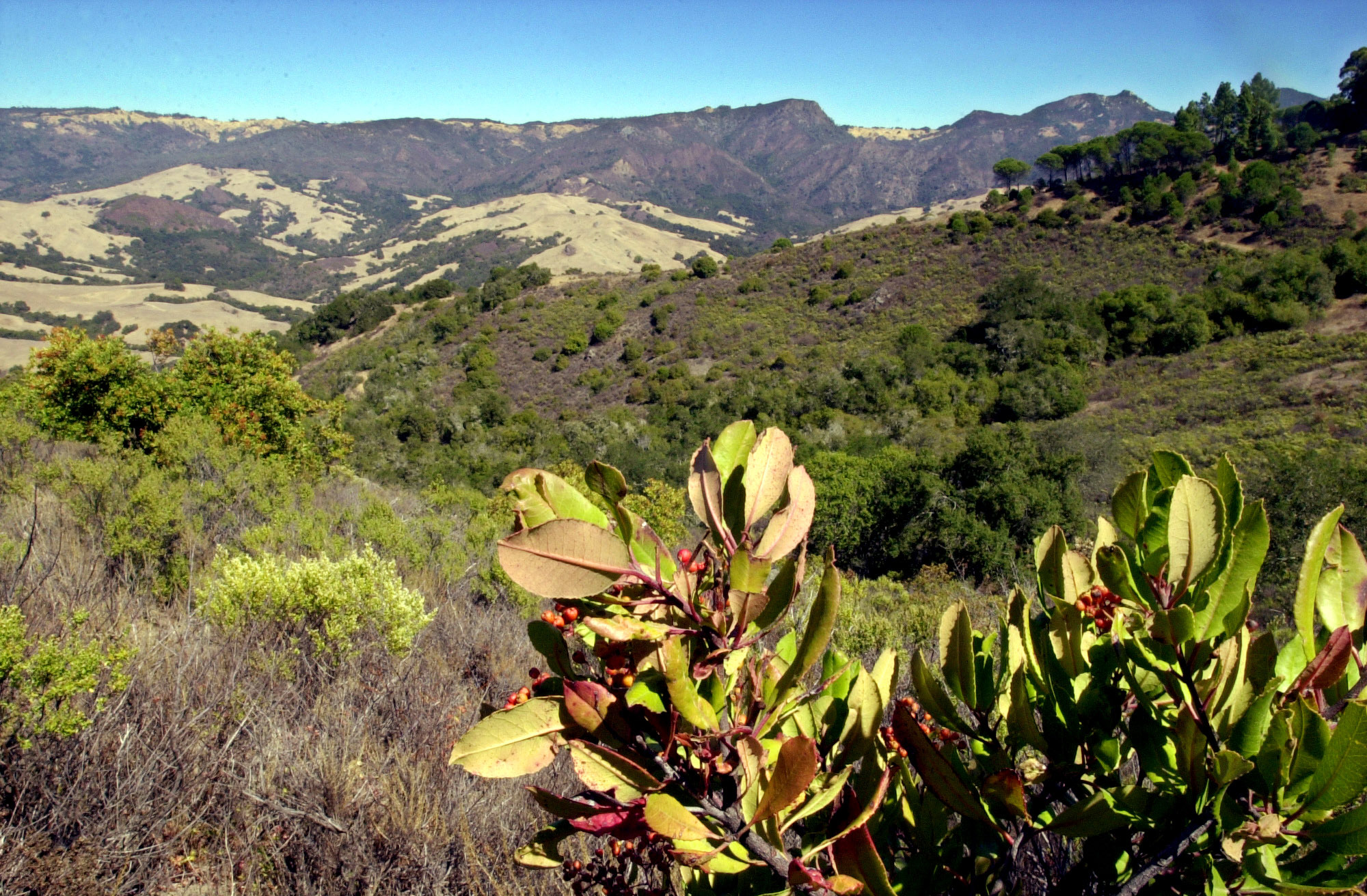 Top 10 jumbo foundation grants fund Big Green