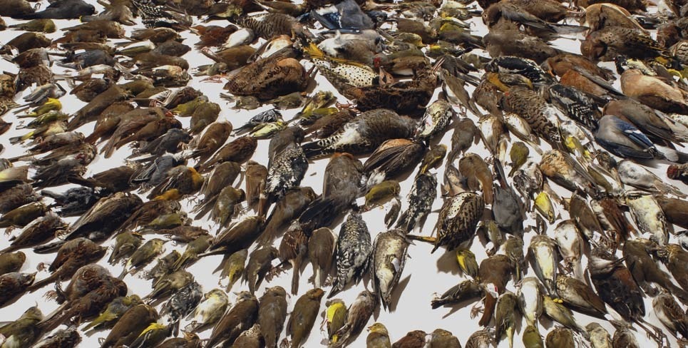 Report: 4 billion birds die annually in building crashes, cat attacks