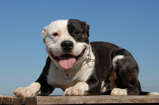 Md. lawmakers will try, try again next year for dog bite compromise