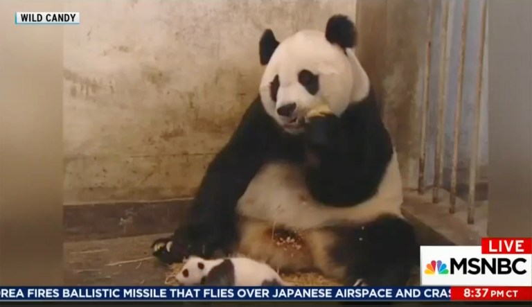 Maddow continued over sounds of Clinton chuckling at the clip. (Screengrab)