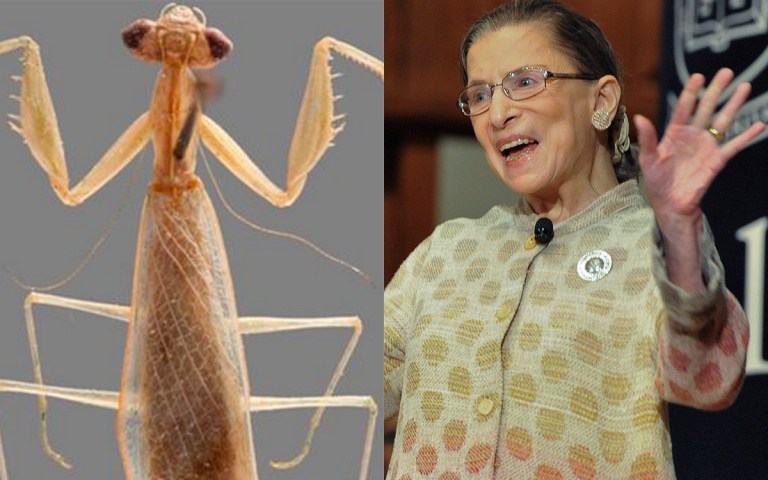 Researchers said the justice's jabot, a decorative neck accessory, resembled the neck plate of the insect. (Photos courtesy of Cleveland Museum of Natural History and AP)