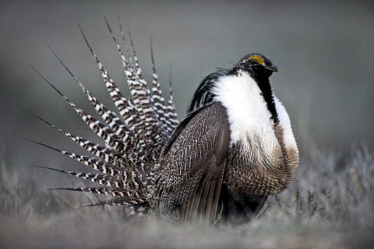 This April 2014 photo provided by Colorado Parks and Wildlife shows a Gunnison Sage Grouse with tail feathers fanned near Gunnison, Colo. Federal authorities have issued a moratorium blocking oil, gas and coal leasing on 800,000 acres of public land in southwestern Colorado and eastern Utah that is habitat for the imperiled Gunnison sage grouse.   (AP Photo/Colorado Parks and Wildlife, Dave Showalter)