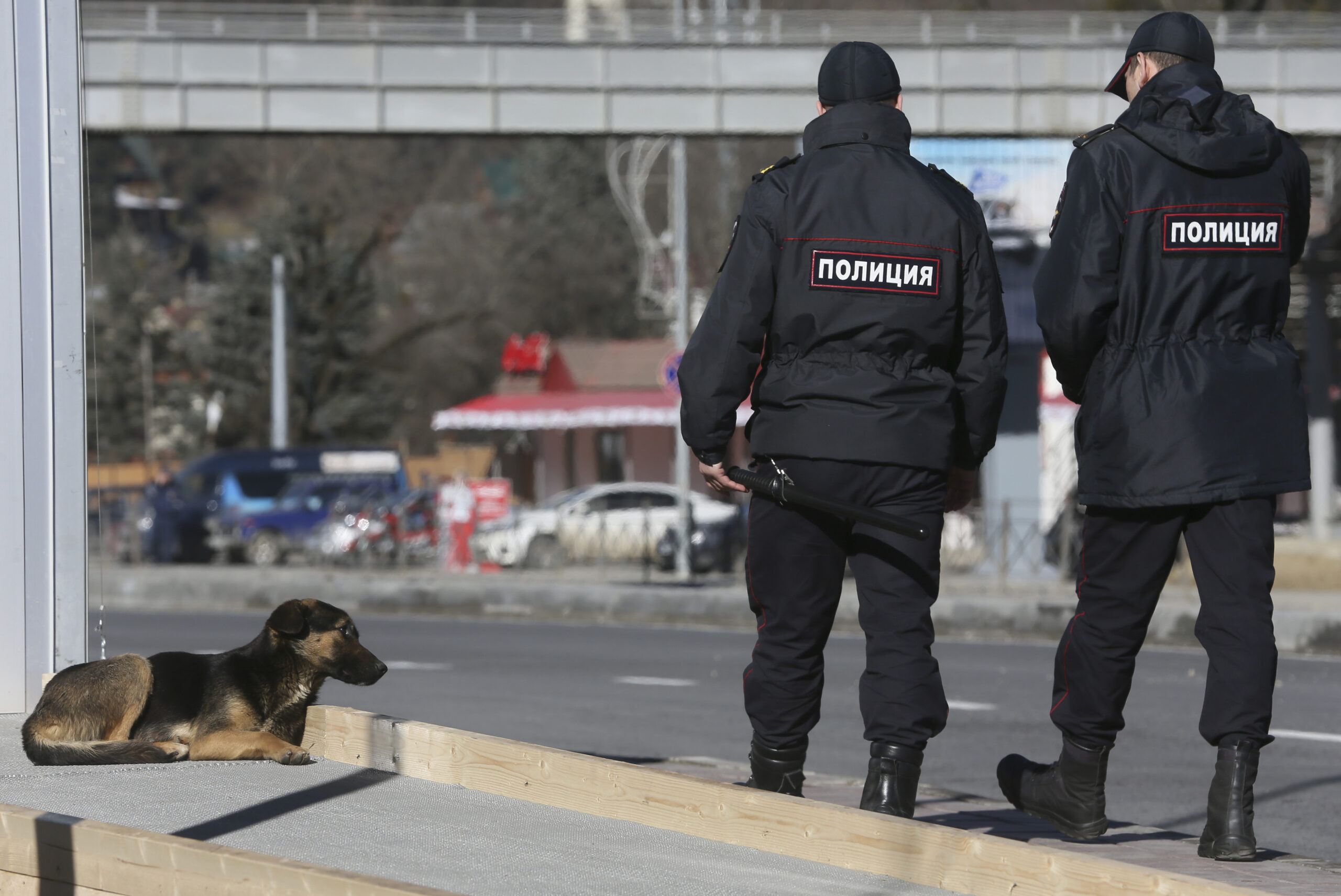 Sochi city hall orders killing of stray dogs