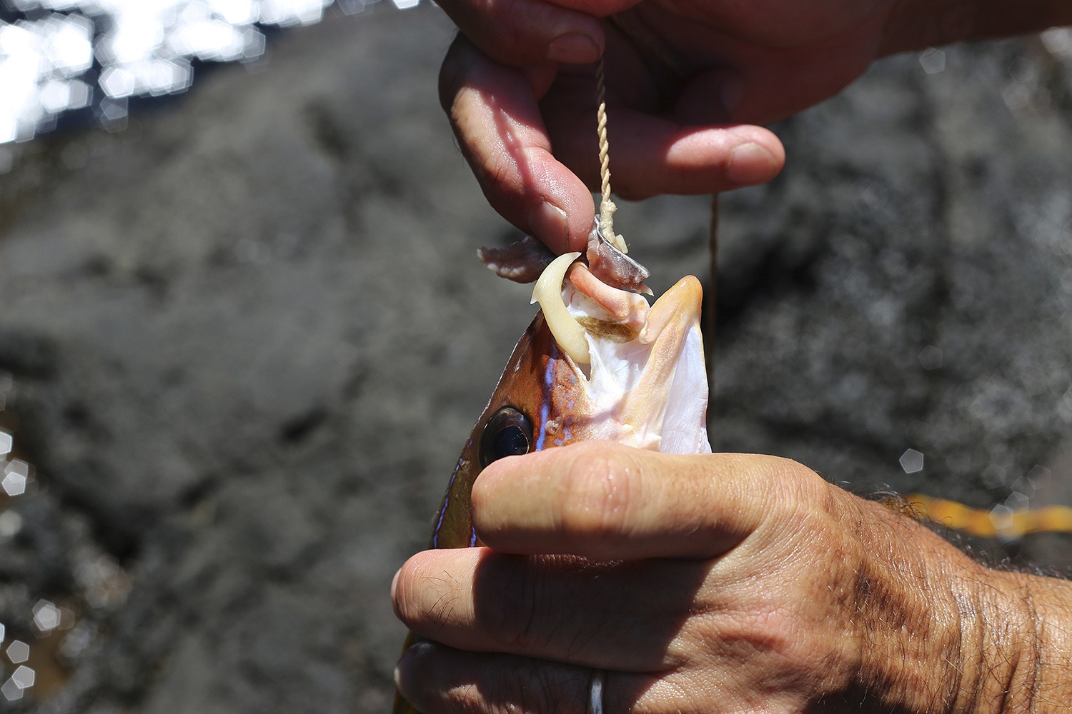 Rep. Bishop blasts Obama’s marine monument
