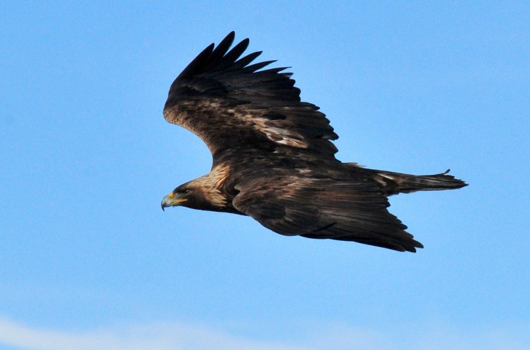 A golden eagle is shown in this undated, handout photo provided by the U.S. Fish and Wildlife Service. The U.S. Fish and Wildlife Service said Thursday, June 26, 2014 that a California wind farm will become the first in the U.S. to avoid prosecution if eagles are injured or die when they run into the giant turning blades. The Shiloh IV Wind Project LLC in California will receive a special permit allowing up to five golden eagles to be accidentally killed, harmed or disturbed over five years. (AP Photo/US Fish and Wildlife Service)