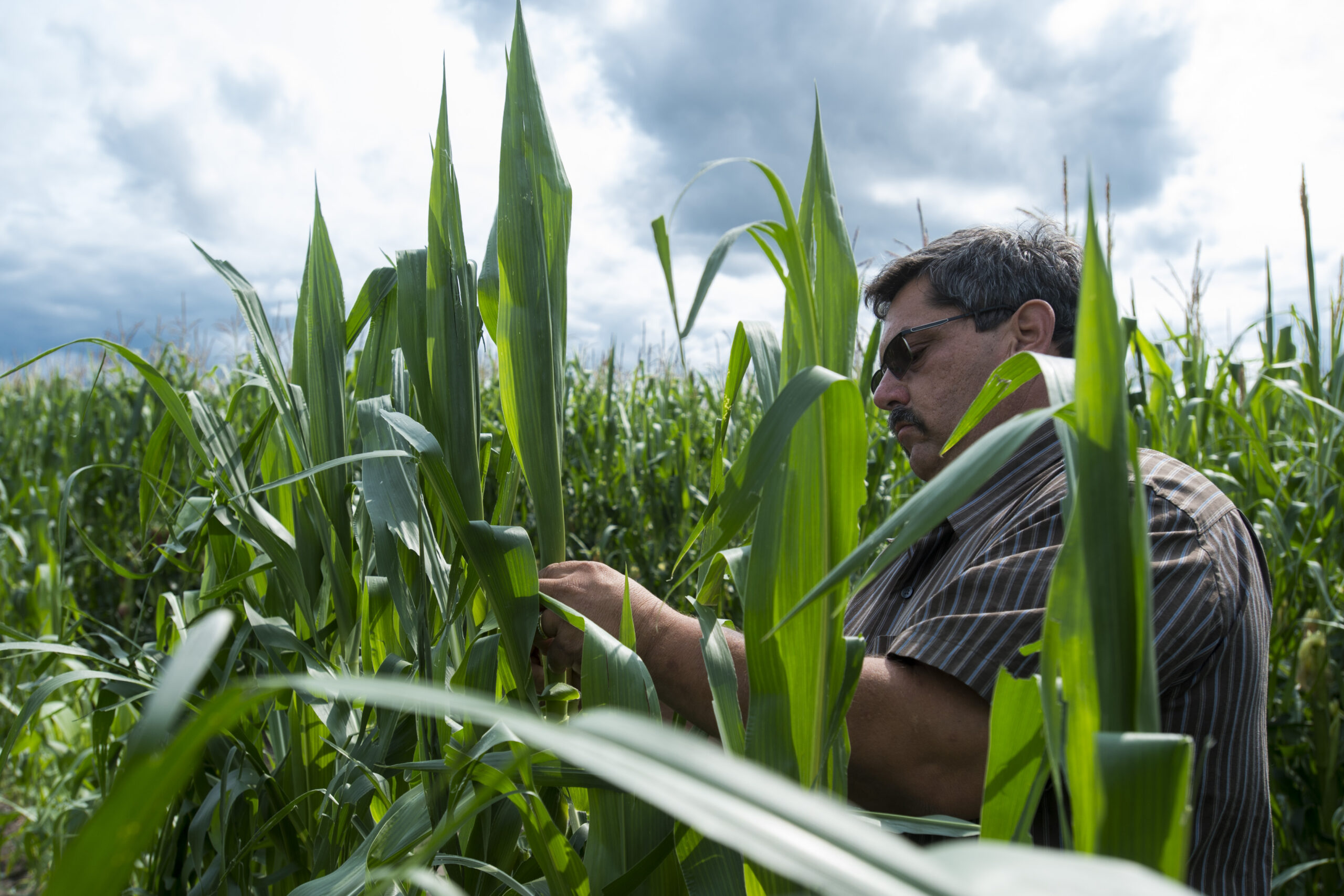 Storms prompt concern about some Michigan crops