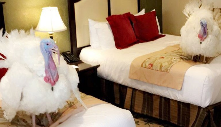 Drumstick and Wishbone, the two turkeys set to be pardoned by President Trump are staying at a Washington hotel. Trump will pardon Drumstick on Tuesday. The pair will live out their days at Virginia Tech's 