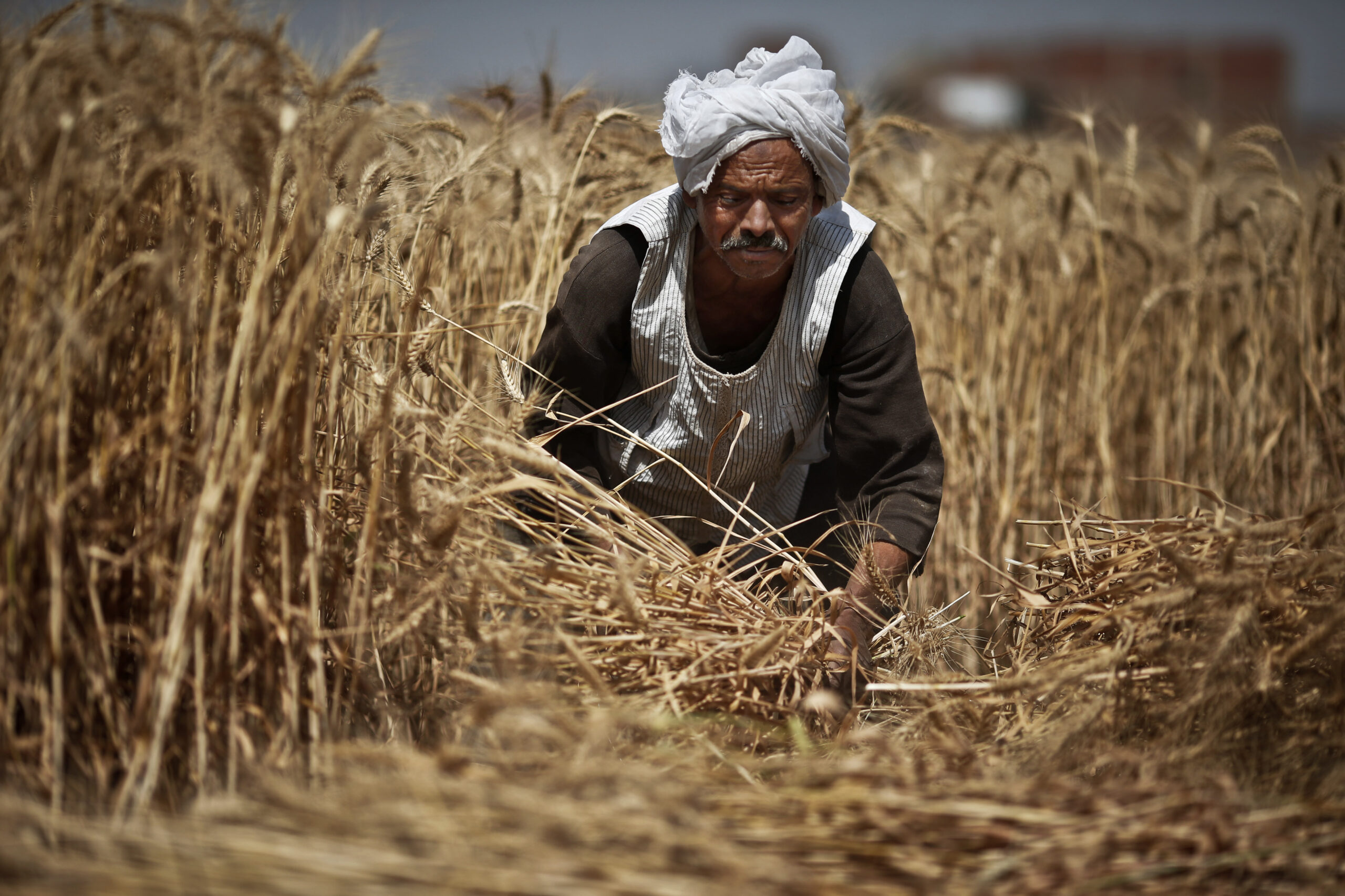 Egypt tries to save money on wheat subsidies