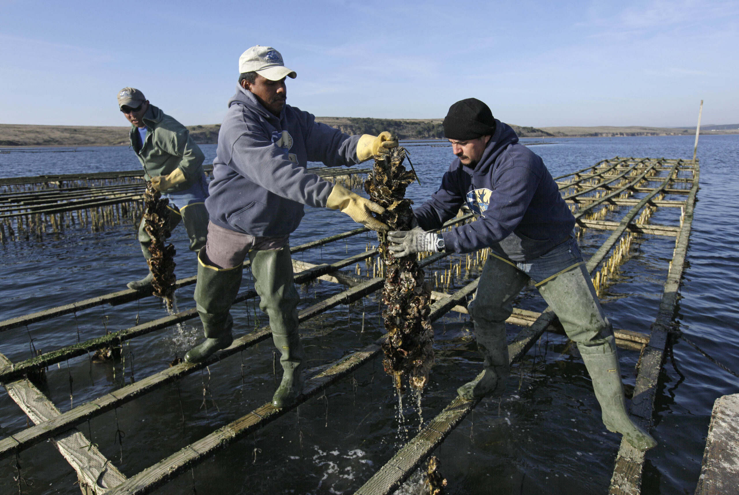 Oyster industry still suffers from ‘impact of the pandemic’