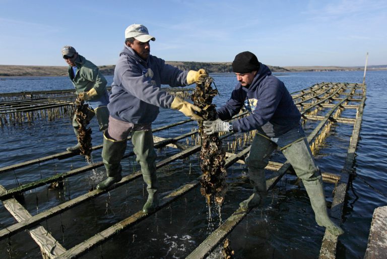File - In this Dec. 6, 2011 file photo, workers harvest Pacific oysters at the Drake's Bay Oyster Co. in Point Reyes National Seashore, Calif. The Supreme Court has refused to hear an appeal from a popular oyster farm in Northern California that is facing closure. The justices did not comment Monday, June 30, 2014, in leaving in place lower court rulings against Drakes Bay Oyster Co. (AP Photo/Eric Risberg, File)