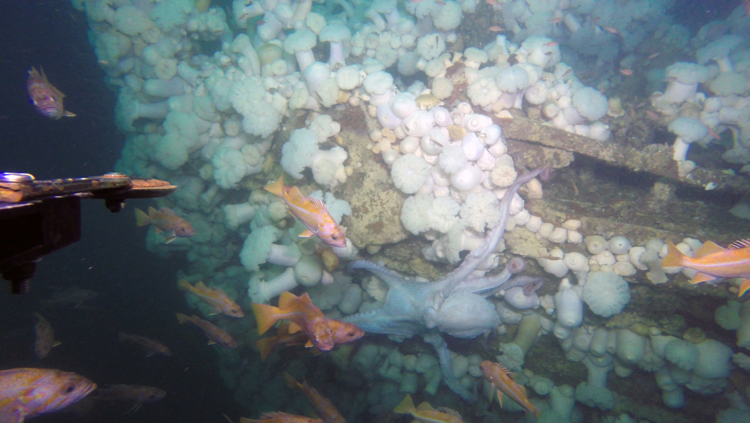 Exploring ‘graveyard of ships’ near San Francisco